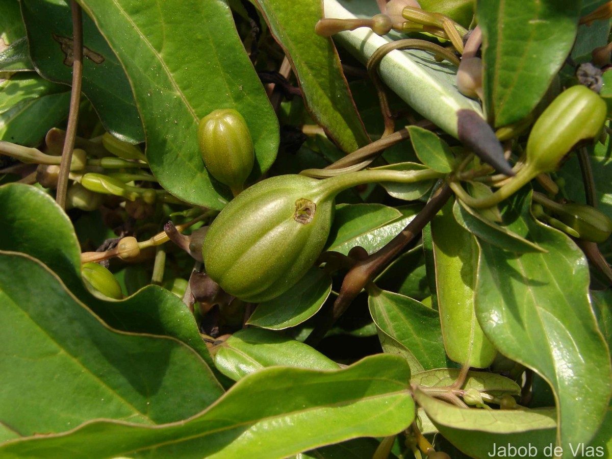 Aristolochia indica L.
